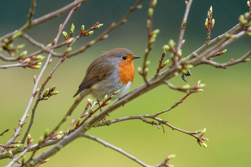 Bird Watching Tours